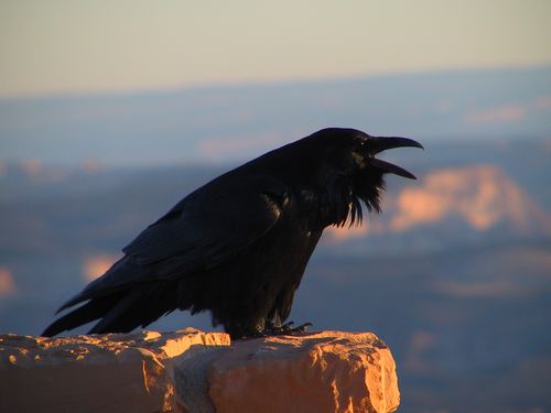 Corvus_corax_(NPS)